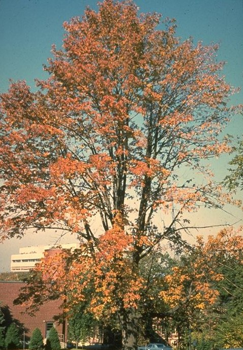 Plant photo of: Fraxinus americana