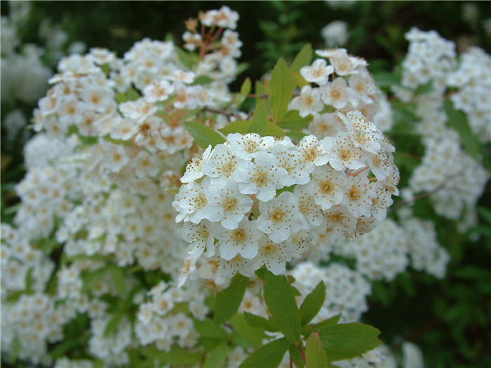 Spiraea prunifolia 'Plena'