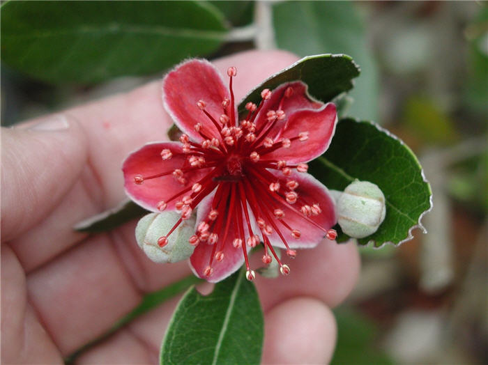 Plant photo of: Psidium cattleianum