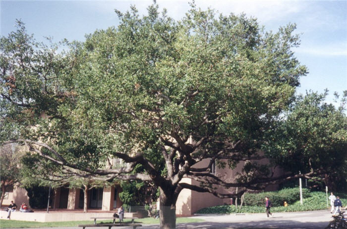 Coast  Live Oak