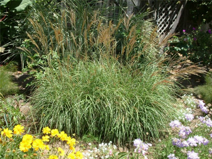 Plant photo of: Miscanthus sinensis