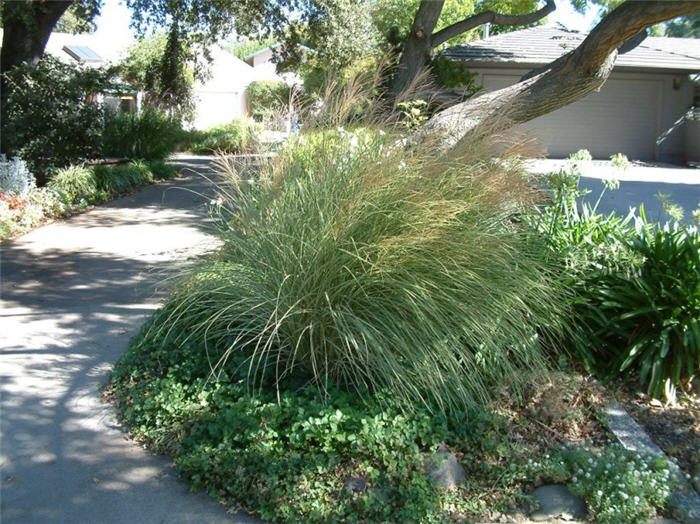 Plant photo of: Miscanthus sinensis