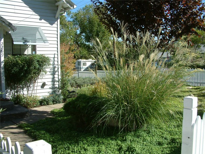 Plant photo of: Miscanthus sinensis