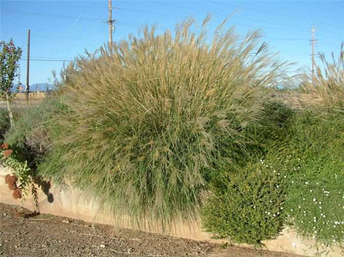 Plant photo of: Miscanthus sinensis 'Gracillimus'