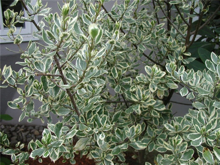 Rhamnus alaternus ' Variegata'