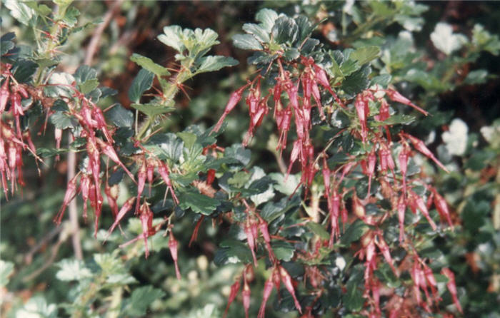 Fuchsia-Flowering Gooseberry