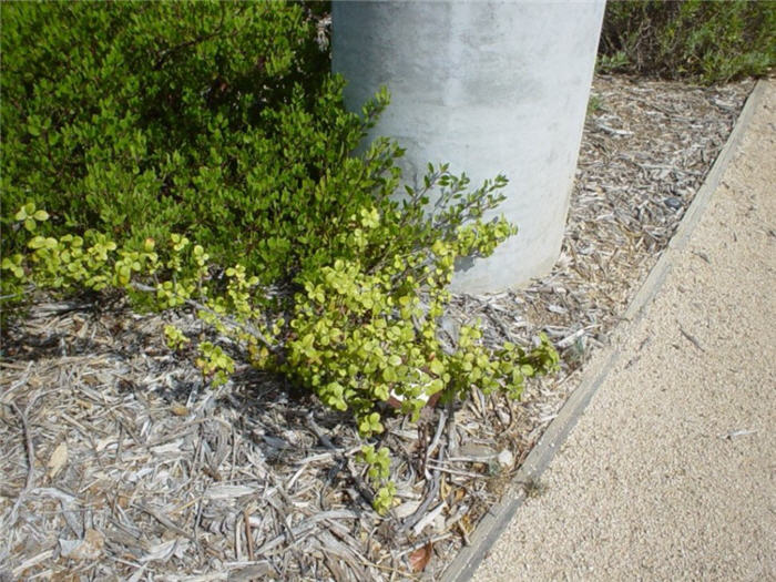 Catalina Evergreen Currant