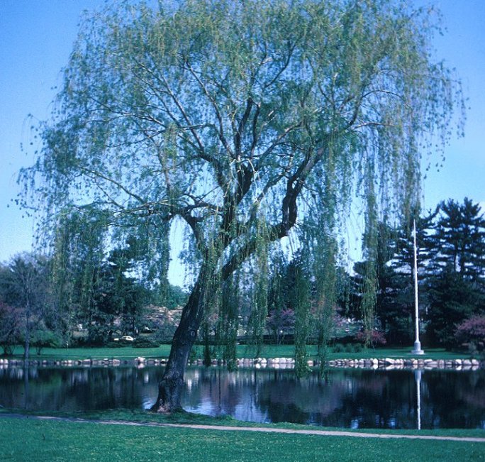 Weeping Willow