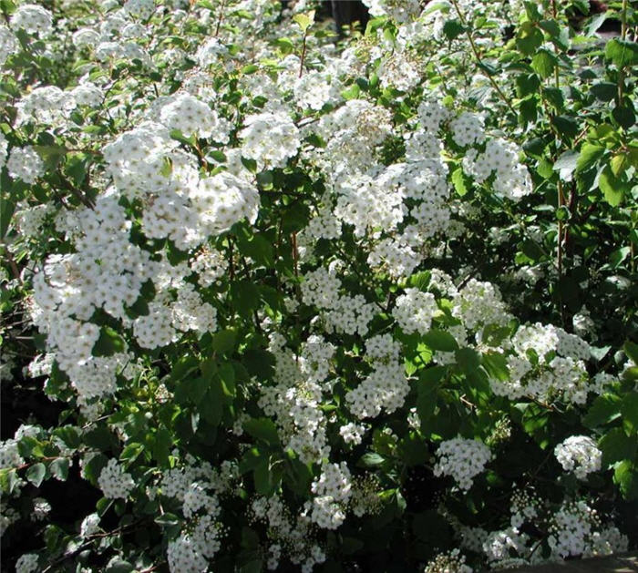 Spiraea X vanhouttei