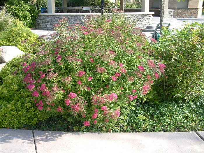 Plant photo of: Spiraea japonica  'Anthony Waterer'