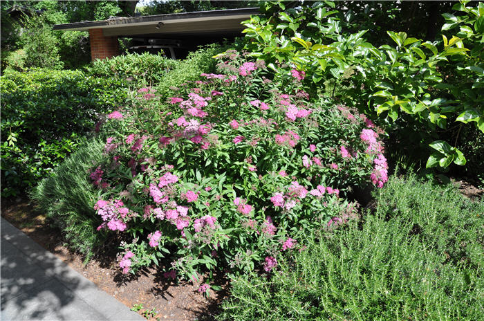 Plant photo of: Spiraea japonica  'Anthony Waterer'