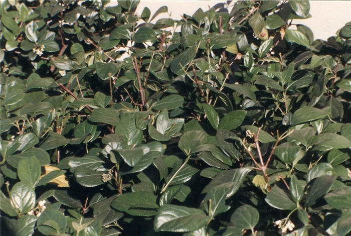 Sandankwa Viburnum