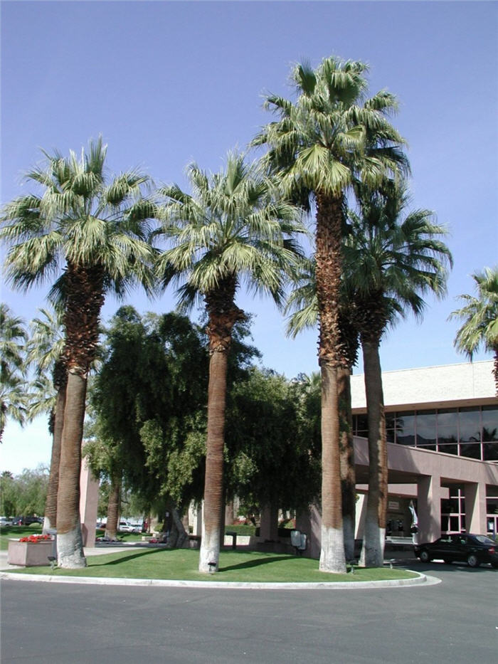 Plant photo of: Washingtonia filifera