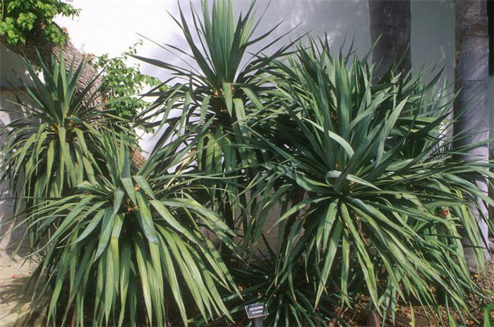 Curve-leaf Yucca