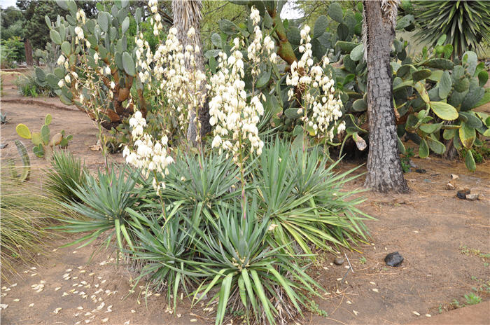 Plant photo of: Yucca recurvifolia