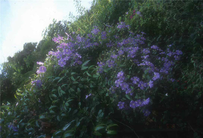 Clematis X 'Jackmanii'