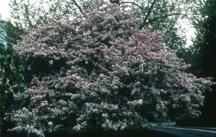 Plant photo of: Malus X  arnoldiana