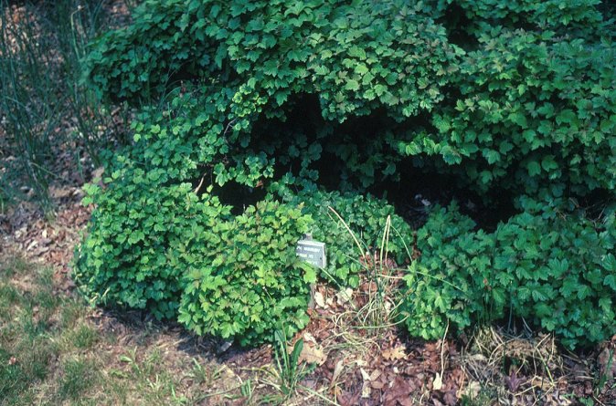 Viburnum opulus 'Nanum'