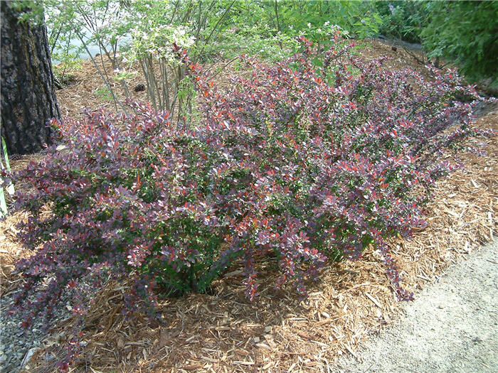 Berberis thunbergii 'Atropurpurea Nana'