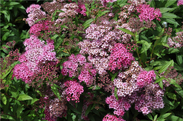 Plant photo of: Spiraea japonica 'Little Princess'