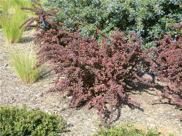 Red-Leaf Japanese Barberry