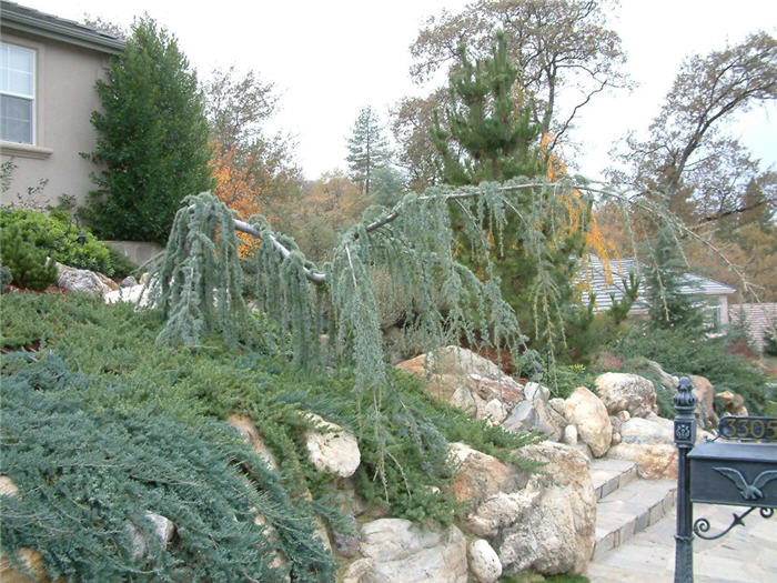 Cedrus atlantica 'Pendula'