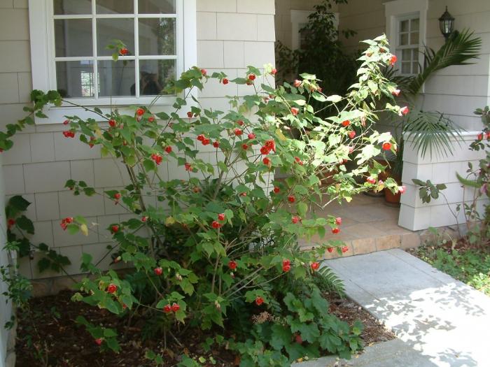 Plant photo of: Abutilon hybrids