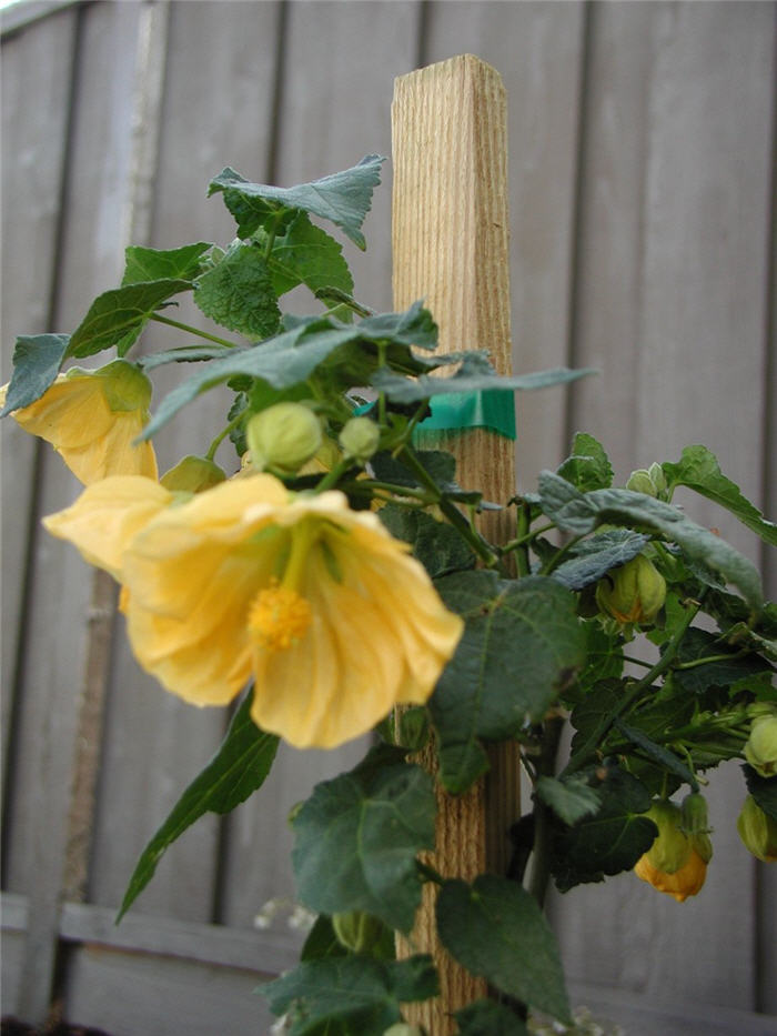 Plant photo of: Abutilon hybrids