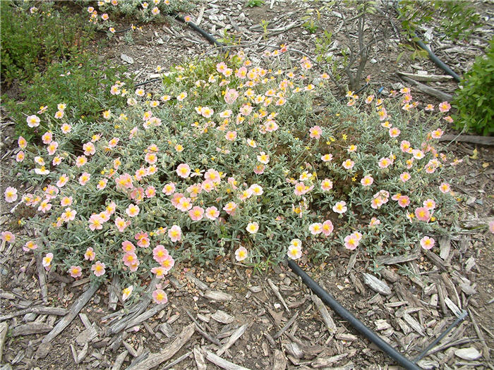 Helianthemum nummularium 'Wisley Pink'