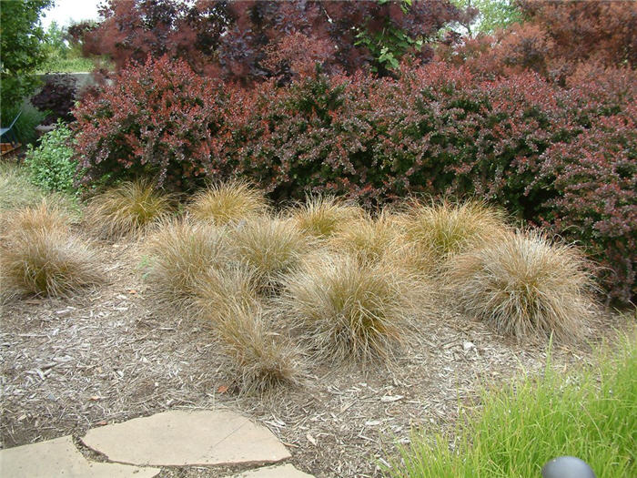 Carex buchananii