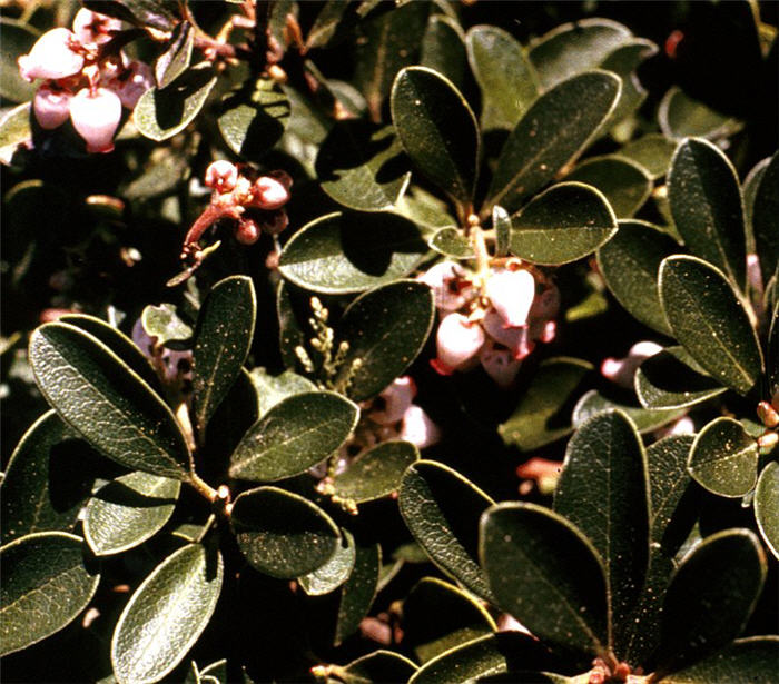 Arctostaphylos uva-ursi