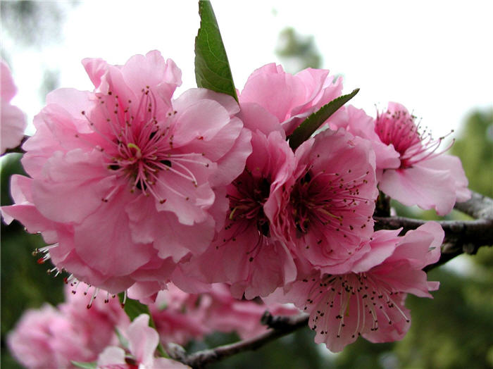 Plant photo of: Prunus blireana