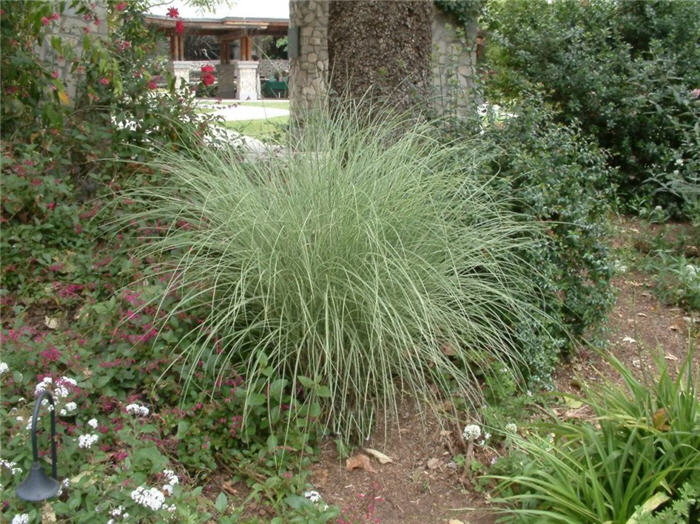 Morning Light Silver Grass