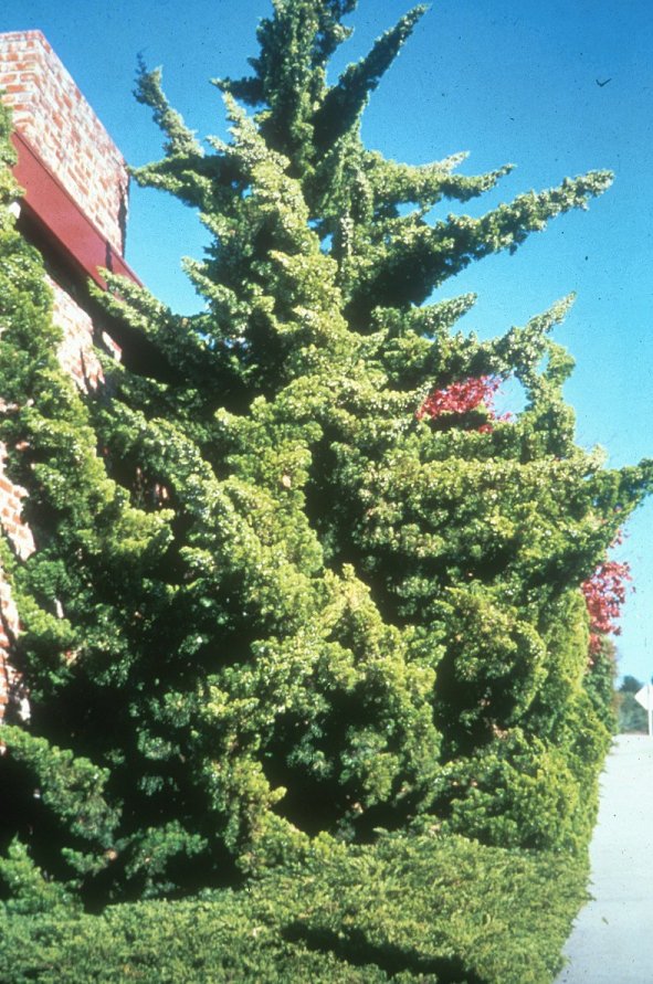 Hollywood Juniper, Twisted Juniper