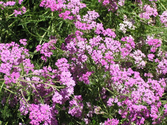 Achillea millefolium rosea