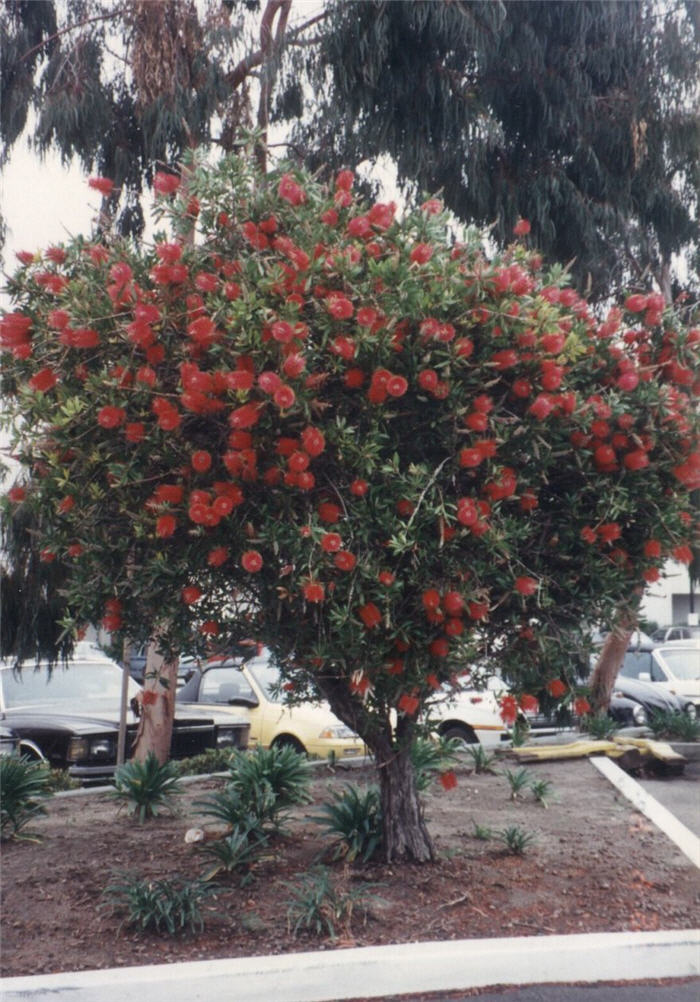 Plant photo of: Callistemon citrinus