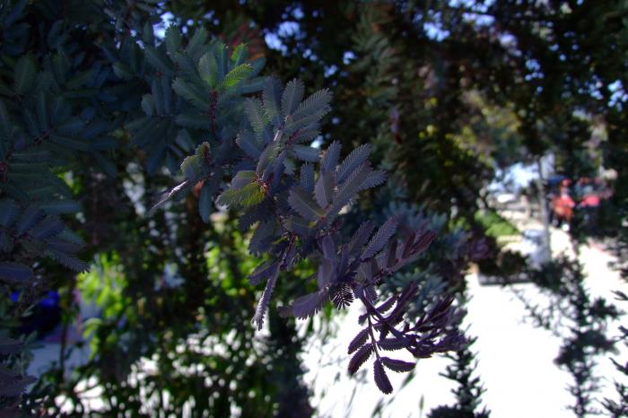 Plant photo of: Acacia baileyana 'Purpurea'