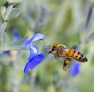 Bee Plants