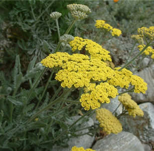 Drought Tolerant