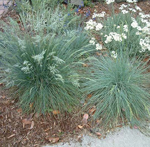 Ornamental Grasses