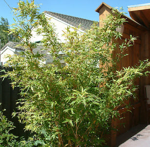 Screens and Hedges