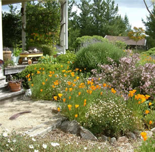 Shrub Borders