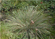 Mendocino Reed Grass