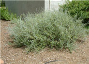 Azurea Bush Germander