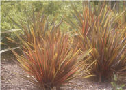 Rainbow Warrior New Zealand Flax