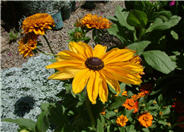 Indian Summer Gloriosa Daisy