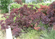 Royal Purple Smoke Tree
