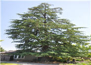 Deodar Cedar