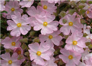 Pink Coral Rockrose