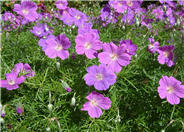 Carpet Geranium